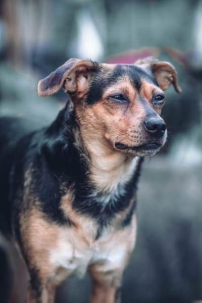 Cosa sucht ein Zuhause für immer....