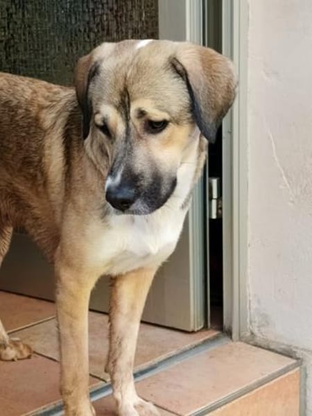 Süßer Lucas in 67295 Bolanden