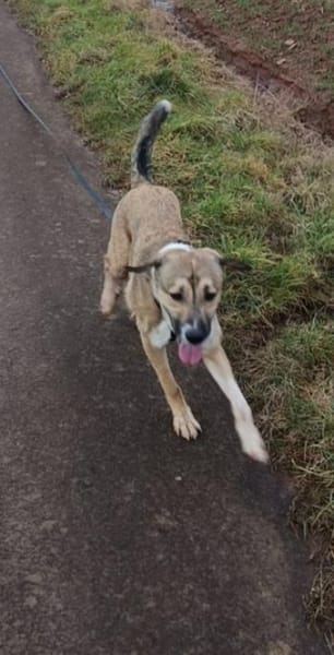 Süßer Lucas in 67295 Bolanden