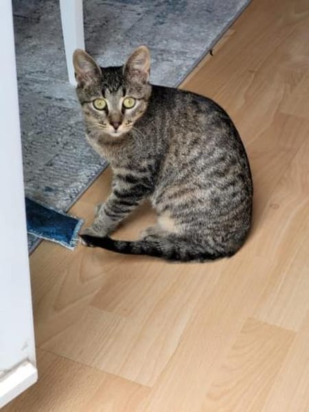 Kater Akari sucht sein Zuhause