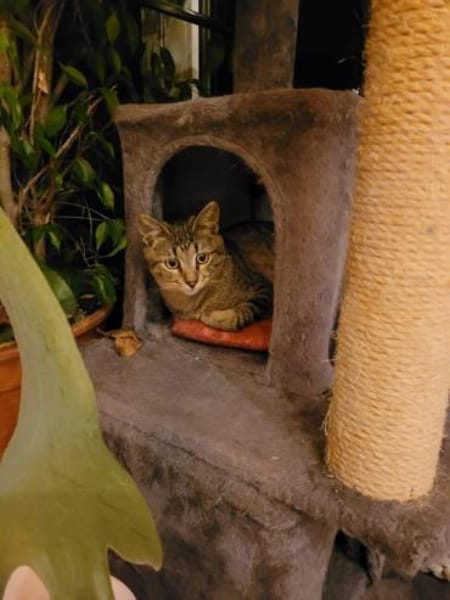 Kater Akari sucht sein Zuhause