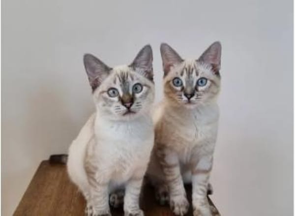 Mira & Marlene - einfach nur süüüß!