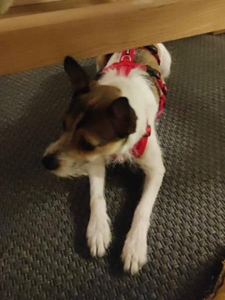 Mila - freundlich und bewegungsfreudig