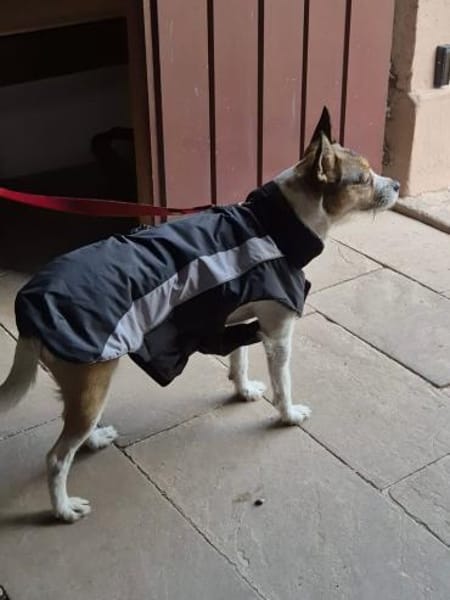 Mila - freundlich und bewegungsfreudig