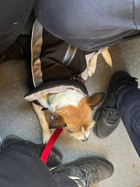 Mila - freundlich und bewegungsfreudig