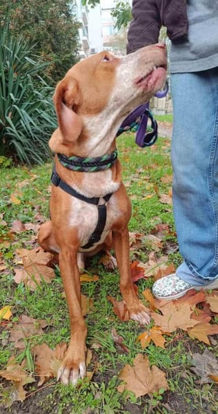 Rado ein perfekter Begleiter