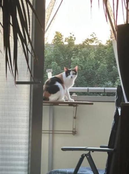 Pepper (+Fernando) - liebe Tricolorkatze