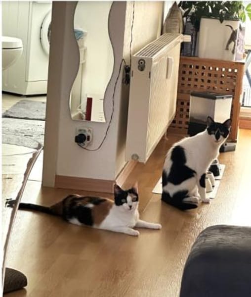 Pepper (+Fernando) - liebe Tricolorkatze