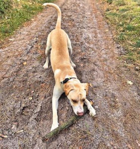 Ludwig - liebevoll&katzenvert