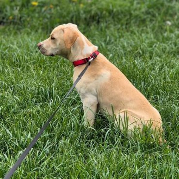 Ludwig - liebevoll&katzenvert