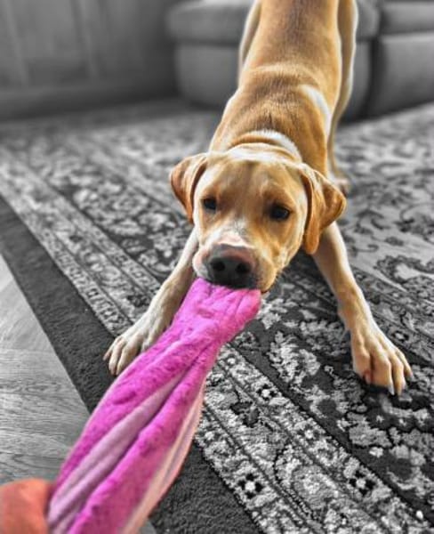 Ludwig - liebevoll&katzenvert