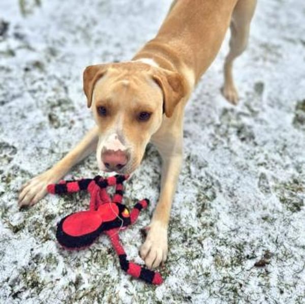 Ludwig - liebevoll&katzenvert