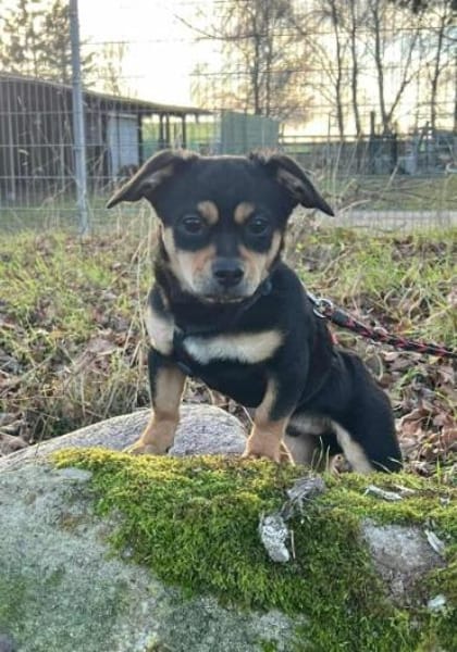 FREGGLE -Rundum tolles Hundekind-