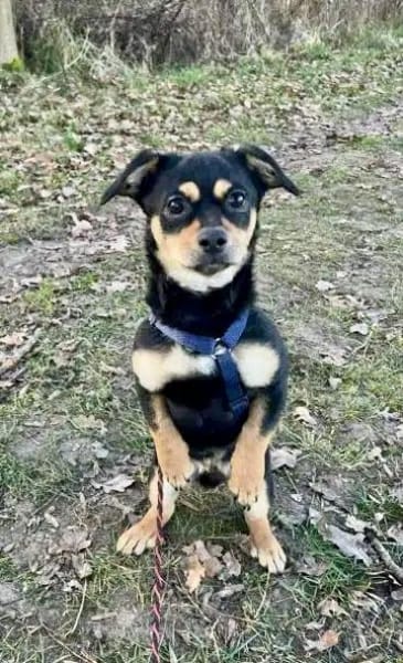 FREGGLE -Rundum tolles Hundekind-