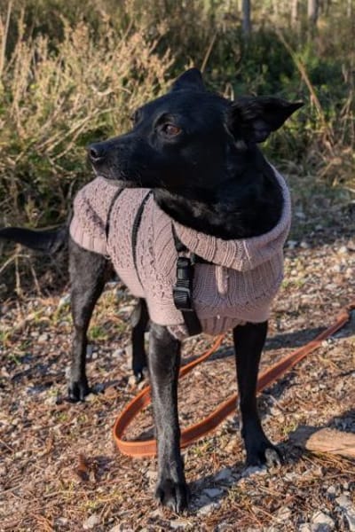 ♥Zora♥ wartet schon in 90530 Wendelstein