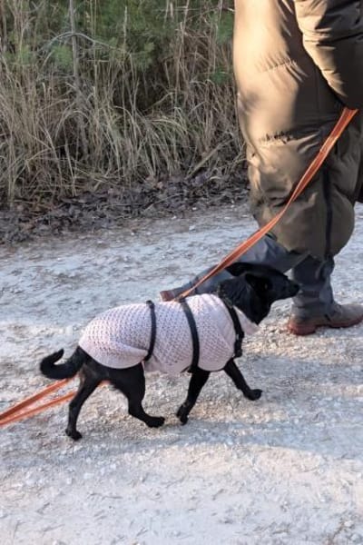 ♥Zora♥ wartet schon in 90530 Wendelstein