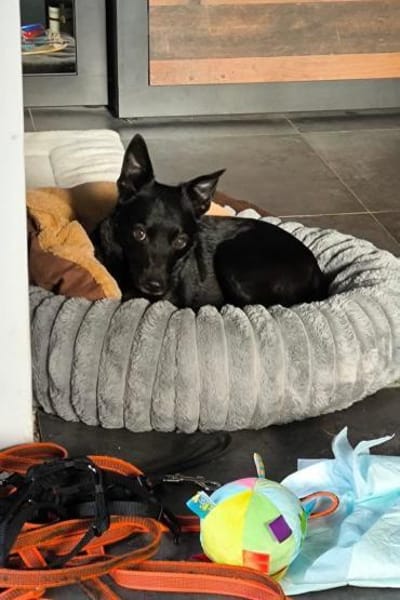 ♥Zora♥ wartet schon in 90530 Wendelstein