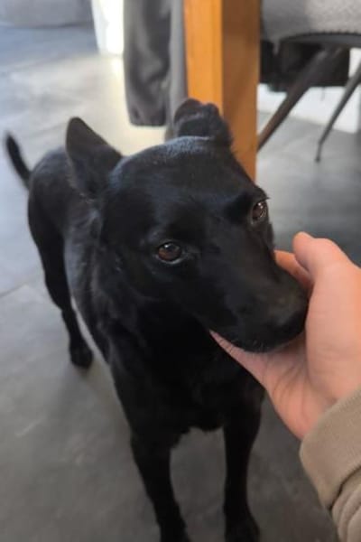 ♥Zora♥ wartet schon in 90530 Wendelstein