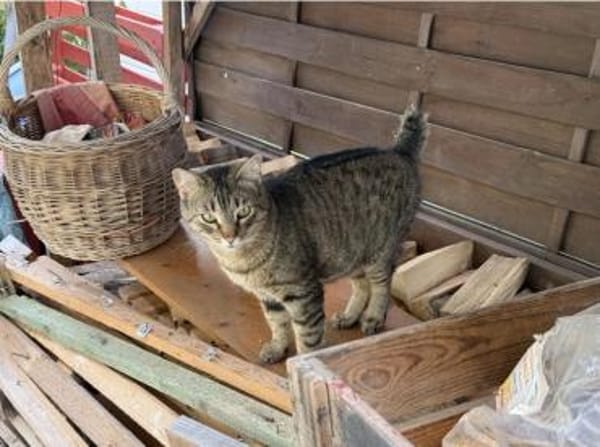 Angel (FIV+) - schöner, lieber Tiger