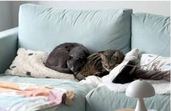 Angel (FIV+) - schöner, lieber Tiger