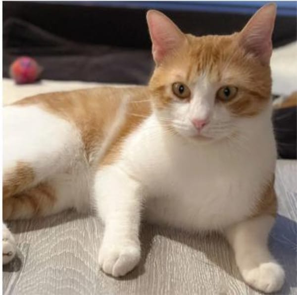 Melón -  hübsches weiß-rotes Tigerchen