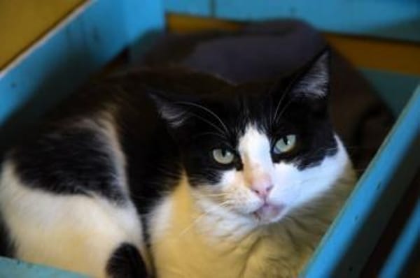 Stacy - gutmütig und freundlich