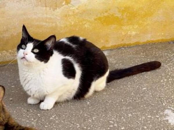 Stacy - gutmütig und freundlich