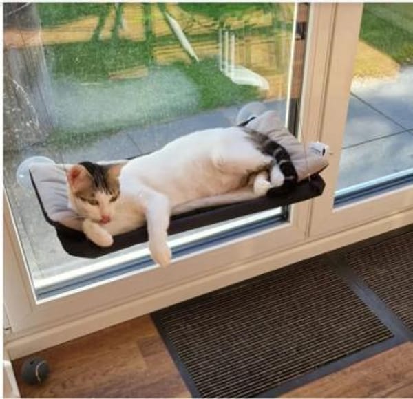 Rafaela - super süß und verschmust