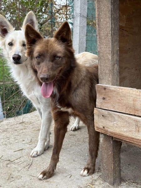 Wunderschöne PHILIPPA 🐾❤ 3 Jahre