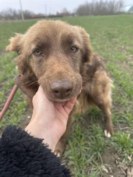 Wunderschöne PHILIPPA 🐾❤ 3 Jahre