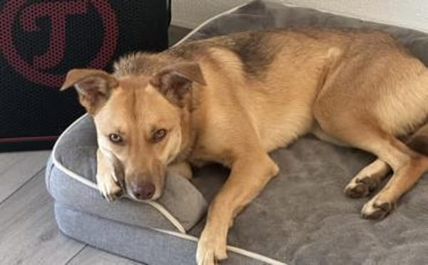 Zuhause gesucht für Puffy