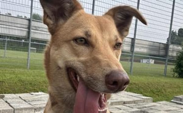 Zuhause gesucht für Puffy