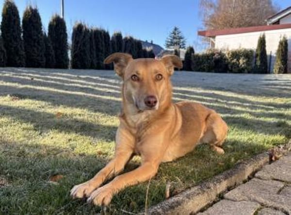 Zuhause gesucht für Puffy