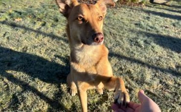 Zuhause gesucht für Puffy