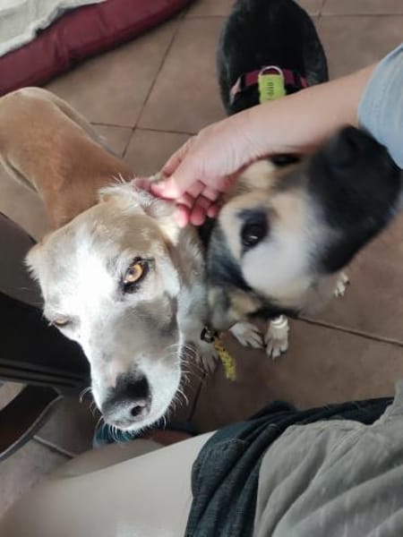 CHUSU * sanfter, freundlicher Hundejunge