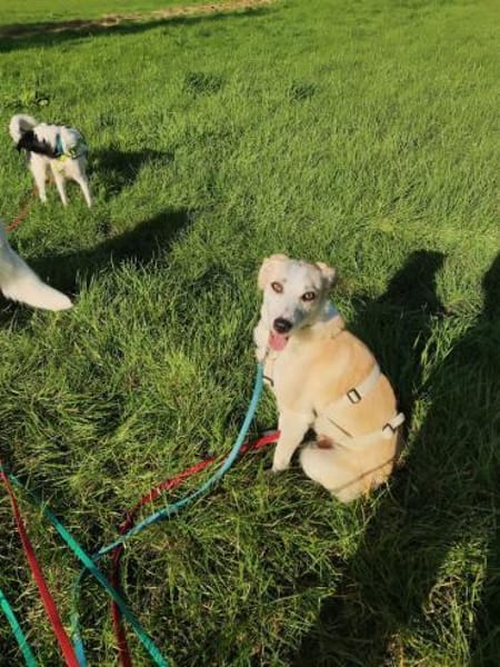 CHUSU * sanfter, freundlicher Hundejunge