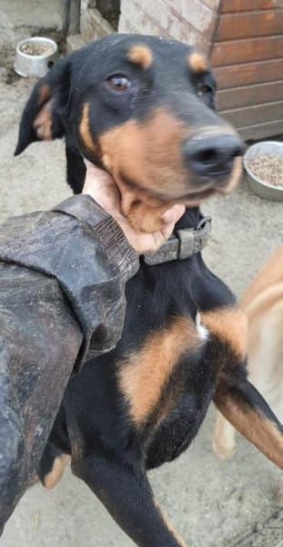 Linda  52 cm (Pflegestelle)