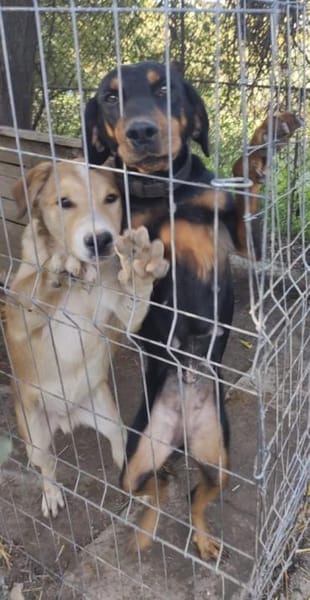 Linda  52 cm (Pflegestelle)