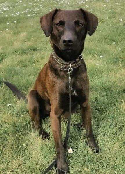 Jimmy braucht ein neues Zuhause