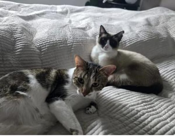 Piaget (mit Lilú)-ein süßer Kuschelkater