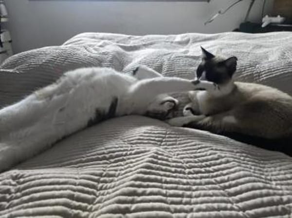 Piaget (mit Lilú)-ein süßer Kuschelkater