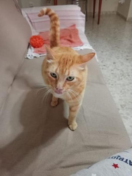 Felicia (FIV) Dreibeinchen sucht Zuhause