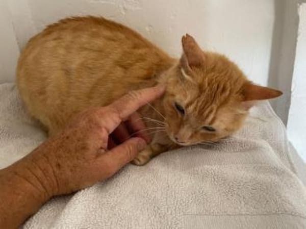 Felicia (FIV) Dreibeinchen sucht Zuhause