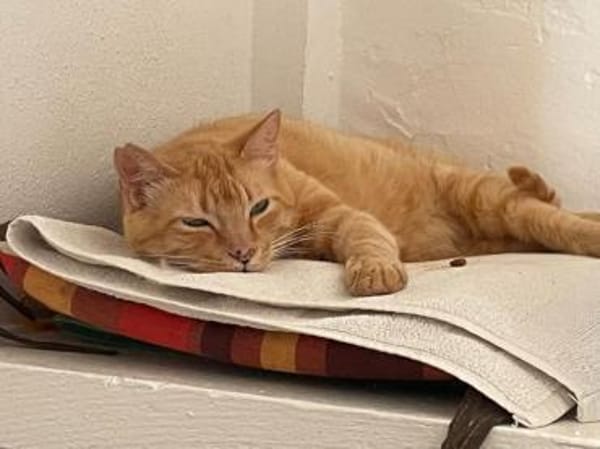 Felicia (FIV) Dreibeinchen sucht Zuhause