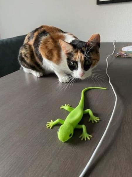 Donna - knuffig und sozial