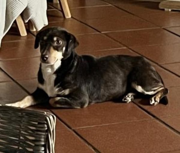 Dotti geht neugierig durchs Leben