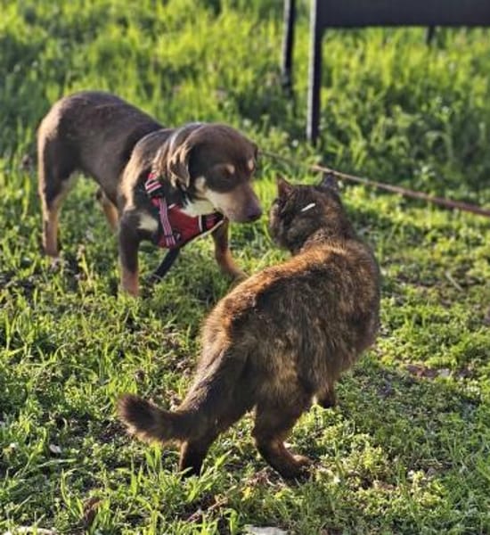 Dotti geht neugierig durchs Leben