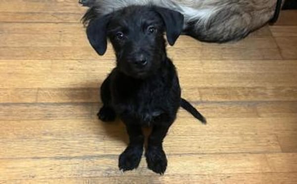 Wer schenkt Karsten ein Zuhause?