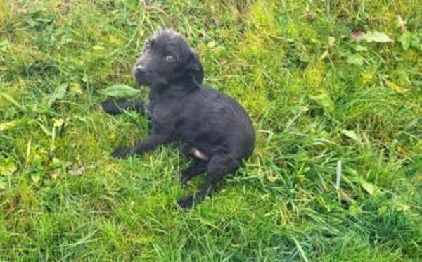 Wer schenkt Karsten ein Zuhause?