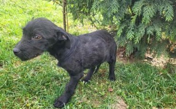 Wer schenkt Karsten ein Zuhause?